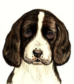 Springer Spaniel Puppy